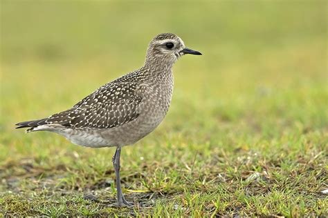 Juvenile American Golden Plover Pluvialis Dominica Flickr