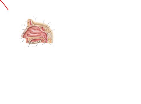 anatomy sinus diagram quizlet