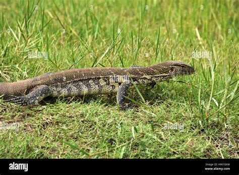 Savannah monitor lizard hi-res stock photography and images - Alamy