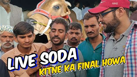 Live Soda Kitne Ka Final Howa Kitne Ka Liya Qurbani 2024 YouTube