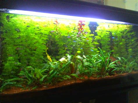 Bac Amazonien - Biotope - Sebaix1380
