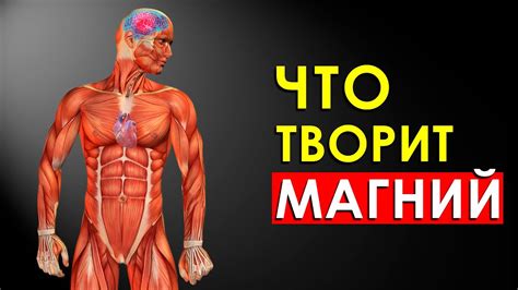 Что Произойдет с Телом Если Принимать Магний? Роль Магния в Организме ...