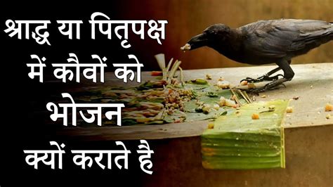 श्राद्ध या पितृपक्ष में कौवों को भोजन क्यों कराते है Pitru Paksha