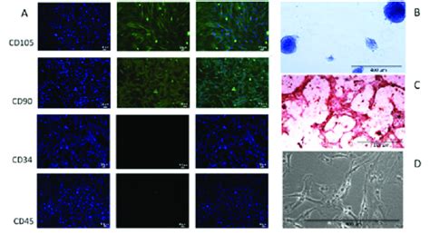 Mesenchymal Stem Cell Characterization A Immunocytochemical Analysis Download Scientific