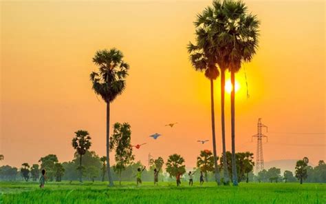 Check in cây thốt nốt trái tim điểm du lịch An Giang cực hot hiện nay Hanoitourist Thương