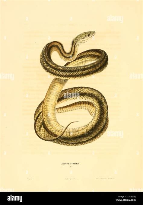 North American Herpetology Stock Photo Alamy
