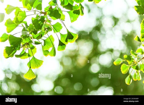 Ginko Tree Hi Res Stock Photography And Images Alamy