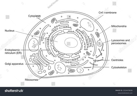 outline drawing animal cell structure cellular stock illustration