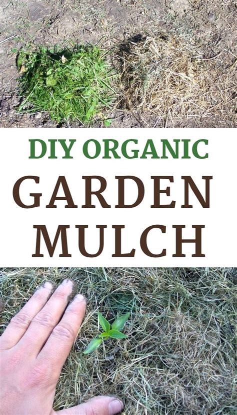 How To Turn Grass Clippings Into Garden Mulch • A Traditional Life