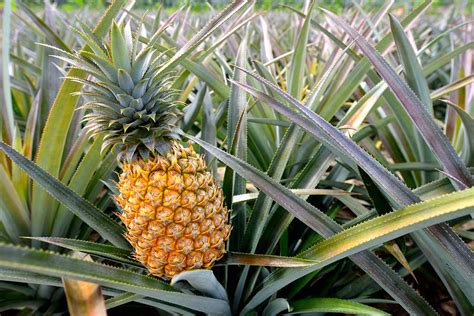 How did the Pineapple get its Name? | Pitara Kids Network