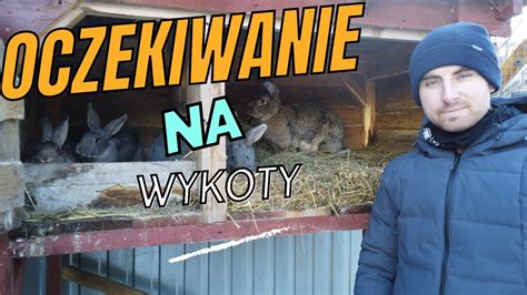 W Wiecie Kr Lik W Czekam Na Pierwsze Wykoty W Youtube