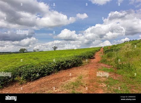 A Tea Plantation Near The Ssezibwa Falls District Of Mukono Uganda