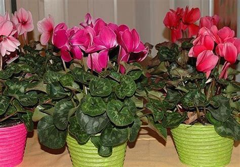 Купить семена Цикламена персидского смесь Цена, фото, описание, отзывы ...