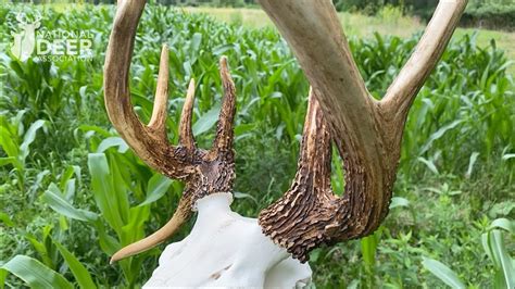 Antler Deformities Explained By Nda Deer Biologist Kip Adams Youtube