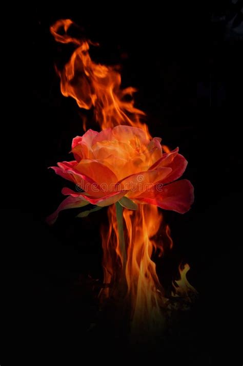 Red Rose In The Flame Of Hot Fire Stock Photo Image Of Fragrance Hell 128229880