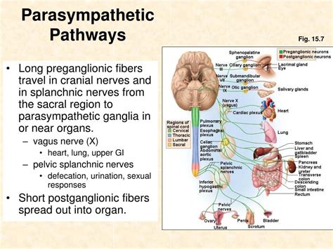 Parasympathetic Nerve Pathway