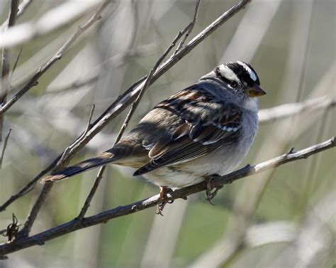 White Crowned Sparrow Bird Animal Free Photo On Pixabay Pixabay