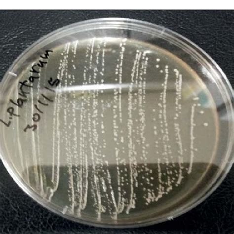 Lactobacillus plantarum under the microscope. | Download Scientific Diagram