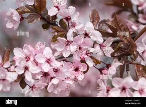 Prunus Cerasifera Nigra Cherry Plum In Spring Purple Leaf Plum
