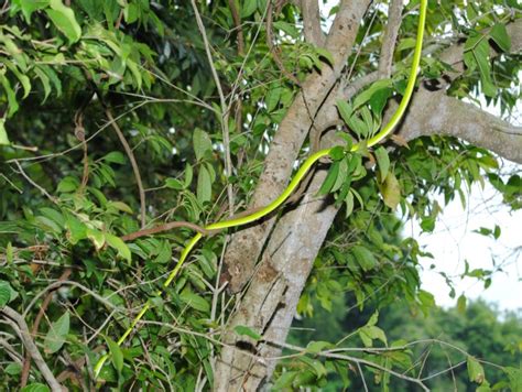 Adventures With The Naked Hermit Crabs Chek Jawa Boardwalk During High Tide