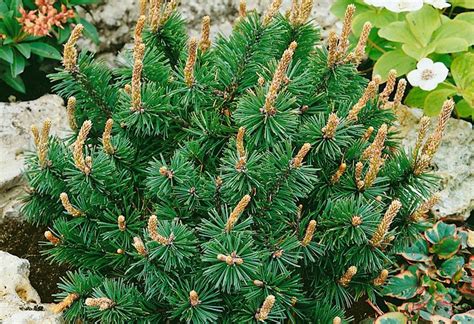 Сосна горная 'Хампи', купить саженцы оптом и в розницу, с доставкой в ...