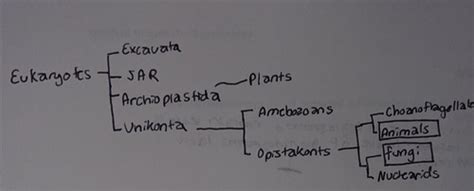 Bio 2 Lab Practical 2 Flashcards | Quizlet