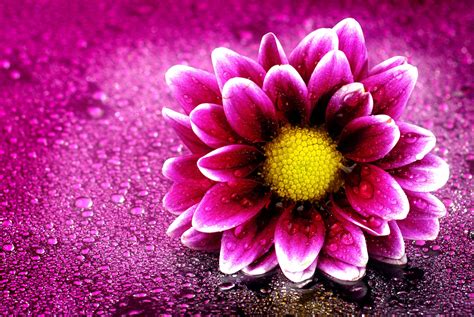 Rose Flowers 4k Wallpapers Wallpaper Cave