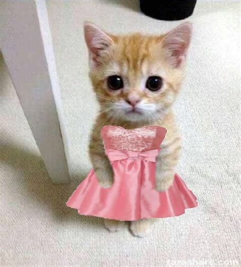 These Cute Cats Dressed Up Will Make Your Day Better