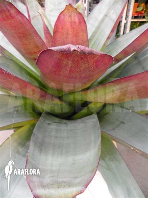 Araflora Exotic Flora More Bromeliad Alcantarea Imperialis Rubra