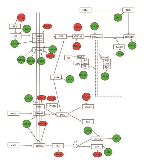 Network Of Differentially Expressed Mirnas Between The Targeted Genes