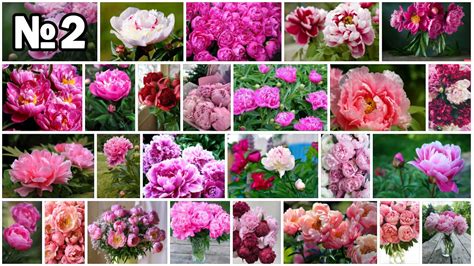 Красивые ЦВЕТЫ. ПИОНЫ. Фото с названиями сортов. Слайд-шоу №2 - YouTube