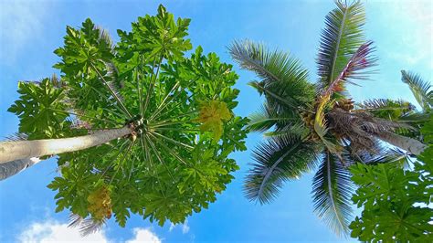 Tree Papaya Coconut Free Photo On Pixabay Pixabay