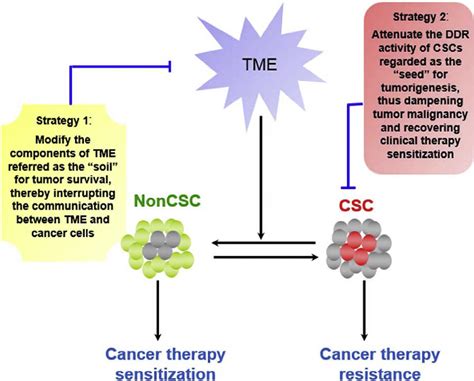 Figure From Dna Damage Response A Double Edged Sword In Cancer