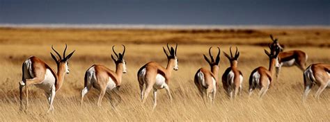 The Springbok Wildlife Guide