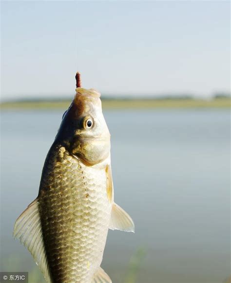 學會這些技巧，保你夏季釣鯽魚越釣越爽，越釣越刺激 每日頭條