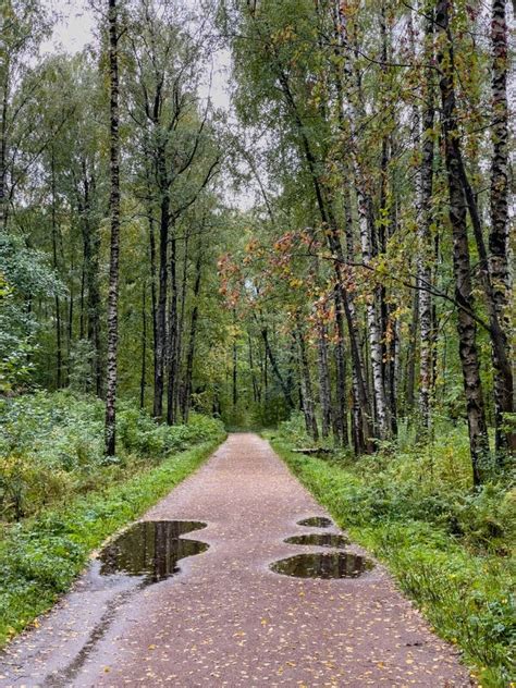 The Pool In The Autumn Park Yellow Leaves On Trees And On The Ground Naked Trees Walking