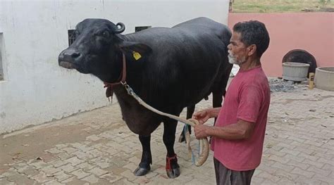 Animal Husbandry । आलिशान कारपेक्षा महाग म्हैस किंमत जाणून व्हाल थक्क