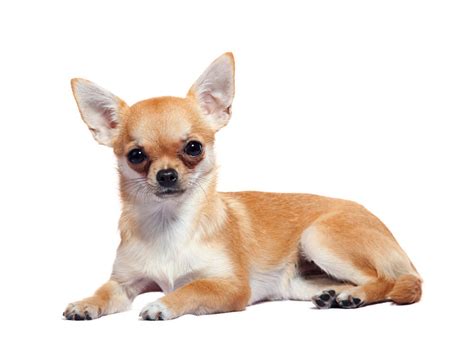 chihuahua dog breed characteristics history appearance
