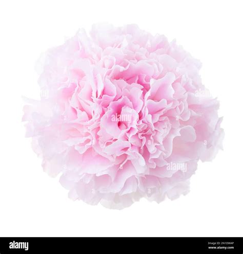 Light Pale Pink Peony Isolated On White Background Close Up Stock