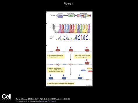 Meiosis: A PRDM9 Guide to the Hotspots of Recombination - ppt download 
