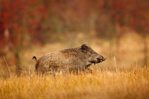 Wild Hog Hunting Tips: Where To Shoot Them | Outdoor Warrior