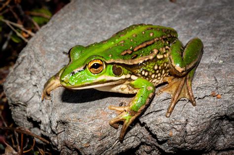 Southern Bell Frog – NZFrogs