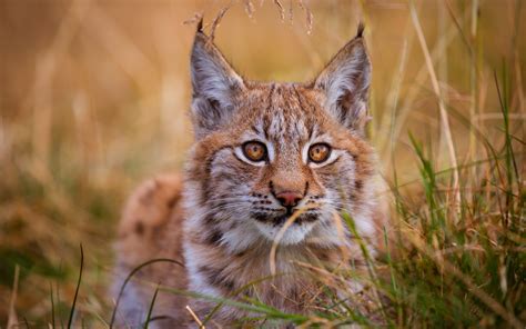 Lynx 5k Wallpaperhd Animals Wallpapers4k Wallpapersimages