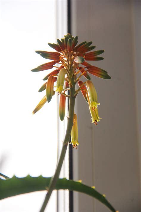 Столетник | Пикабу