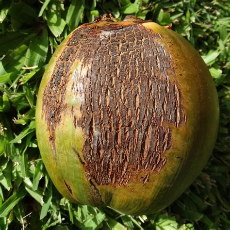 Coconut Diseases And Pests Description Uses Propagation