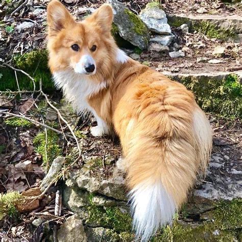 corgi   tail  magnificently floofy