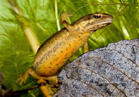 Salamandridae Salamander Molche Salamanders Newts Focusnatura