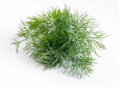 Укроп для лица: польза, применение в домашних условиях – кубики льда ...