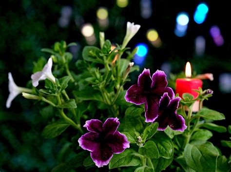 Petunia Flower Flora Free Photo On Pixabay Pixabay