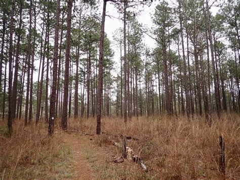 Tuskegee National Forest - 2021 All You Need to Know BEFORE You Go ...